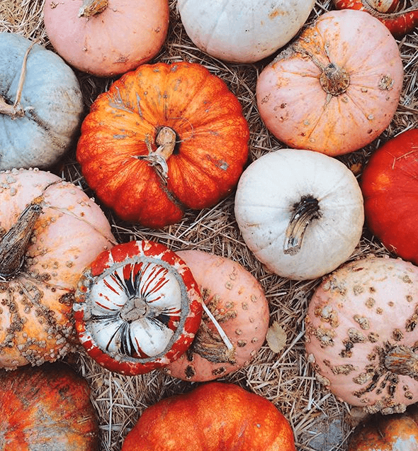 Pumpapyssel Visualisterna