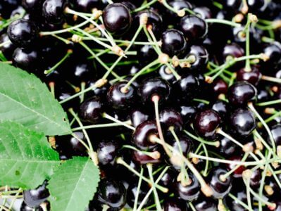 Körsbär Karin Uggla