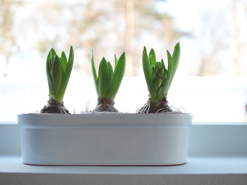 JULSTÄMNING I HOLKEN