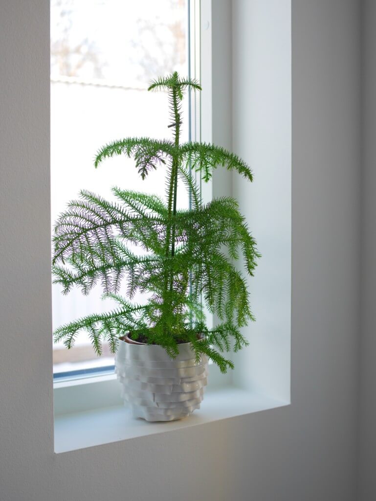 JULSTÄMNING I HOLKEN