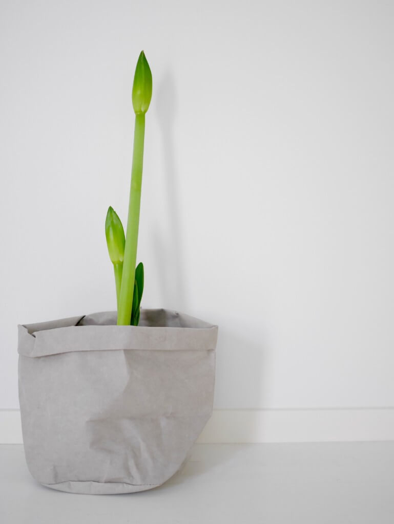 JULSTÄMNING I HOLKEN